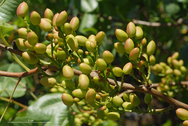 pistachio. photo by Rik Schuiling