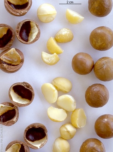 macadamia. photo by Rik Schuiling