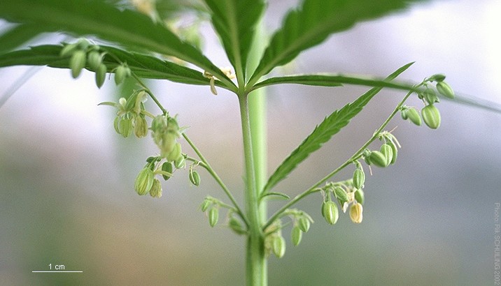 hemp. photo by Rik Schuiling