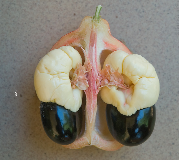 akee. photo by Rik Schuiling