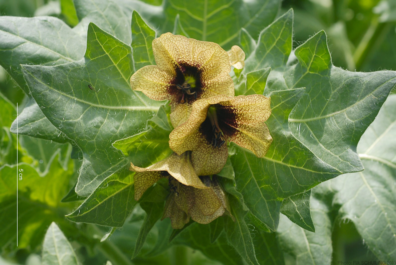 black henbane. photo by Rik Schuiling