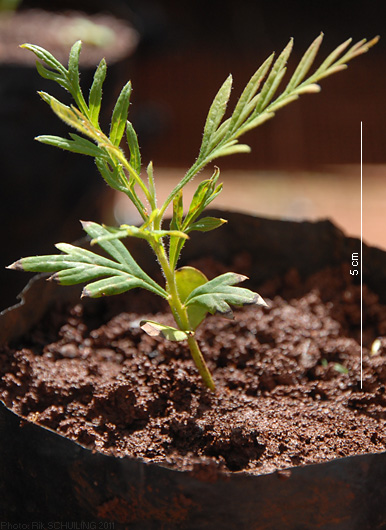 grevillea. photo by Rik Schuiling