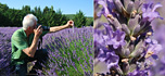 lavender (photo le. by Josje Schuiling) lavender (photo le. by Josje Schuiling