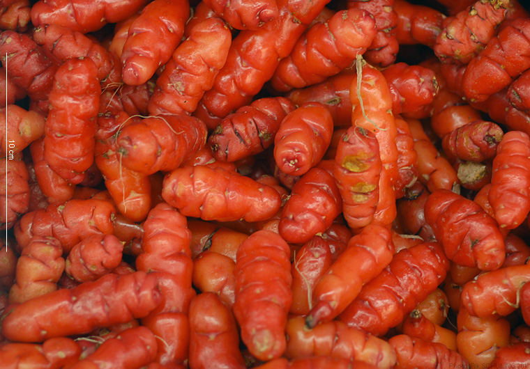 oca. photo by Rik Schuiling