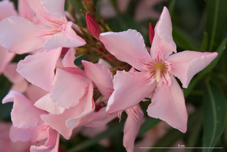 oleander. photo by Rik Schuiling