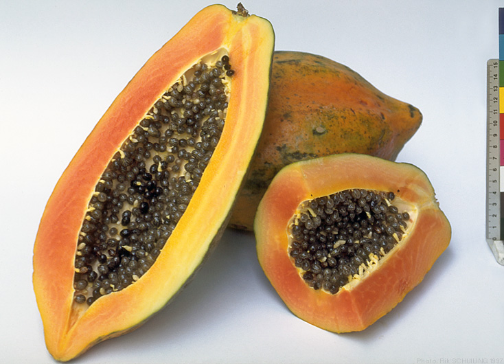 papaya. photo by Rik Schuiling