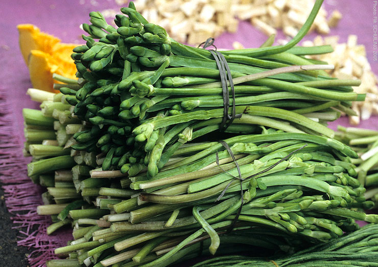 sawah lettuce. photo by Rik Schuiling